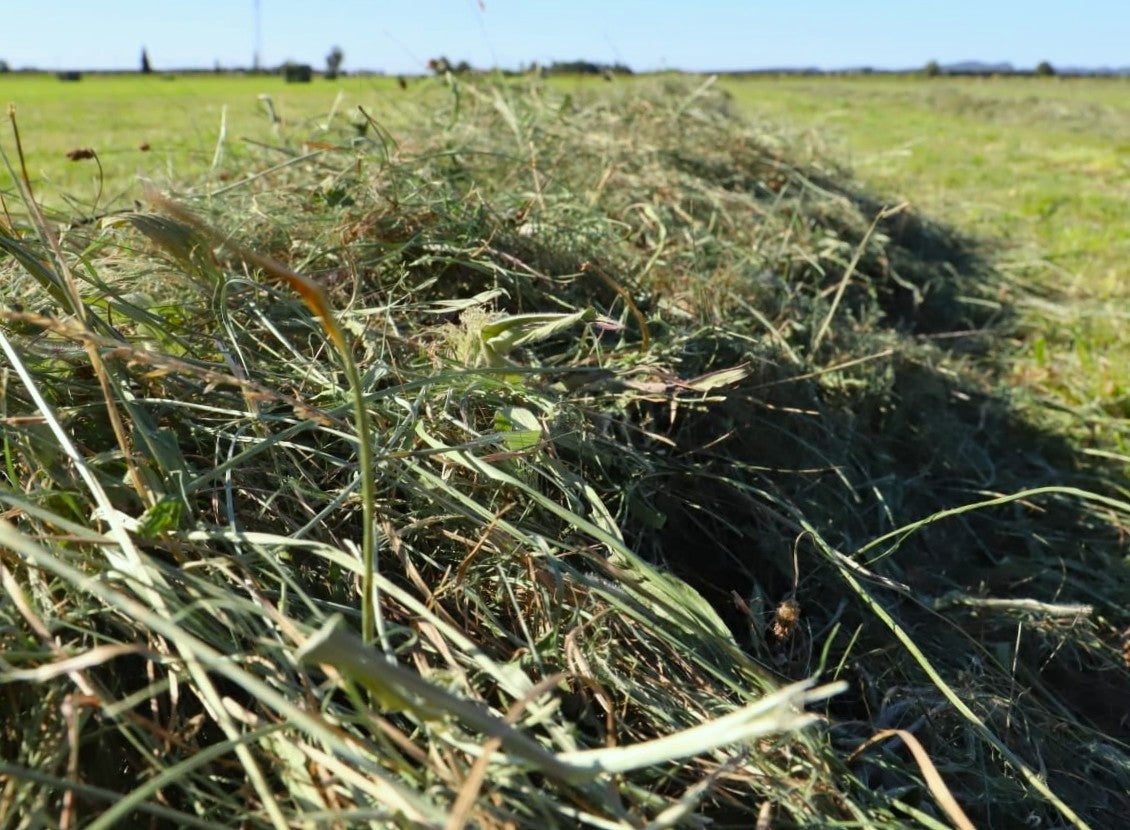 Foin de prairies - Savoureux, naturel, récolté en Provence