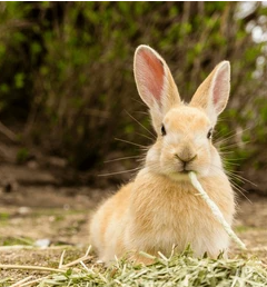 Pourquoi mon lapin ne mange-t-il pas son foin ? Causes, risques pour sa santé et solutions