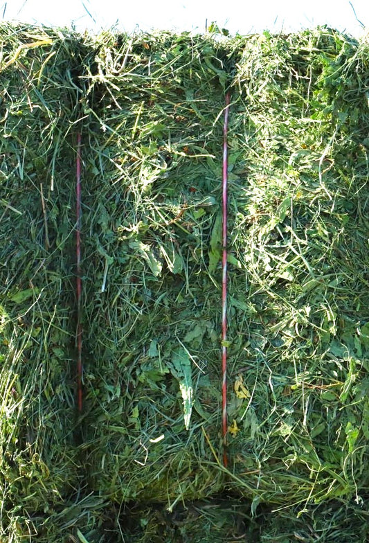 Foin de Crau AOP - Qualité premium, frais, riche et naturel.